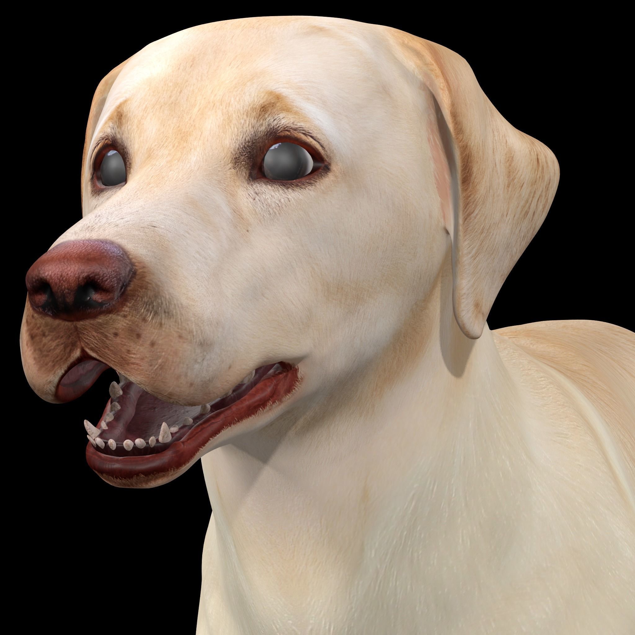 Labrador Retriever Dog 3D model_3