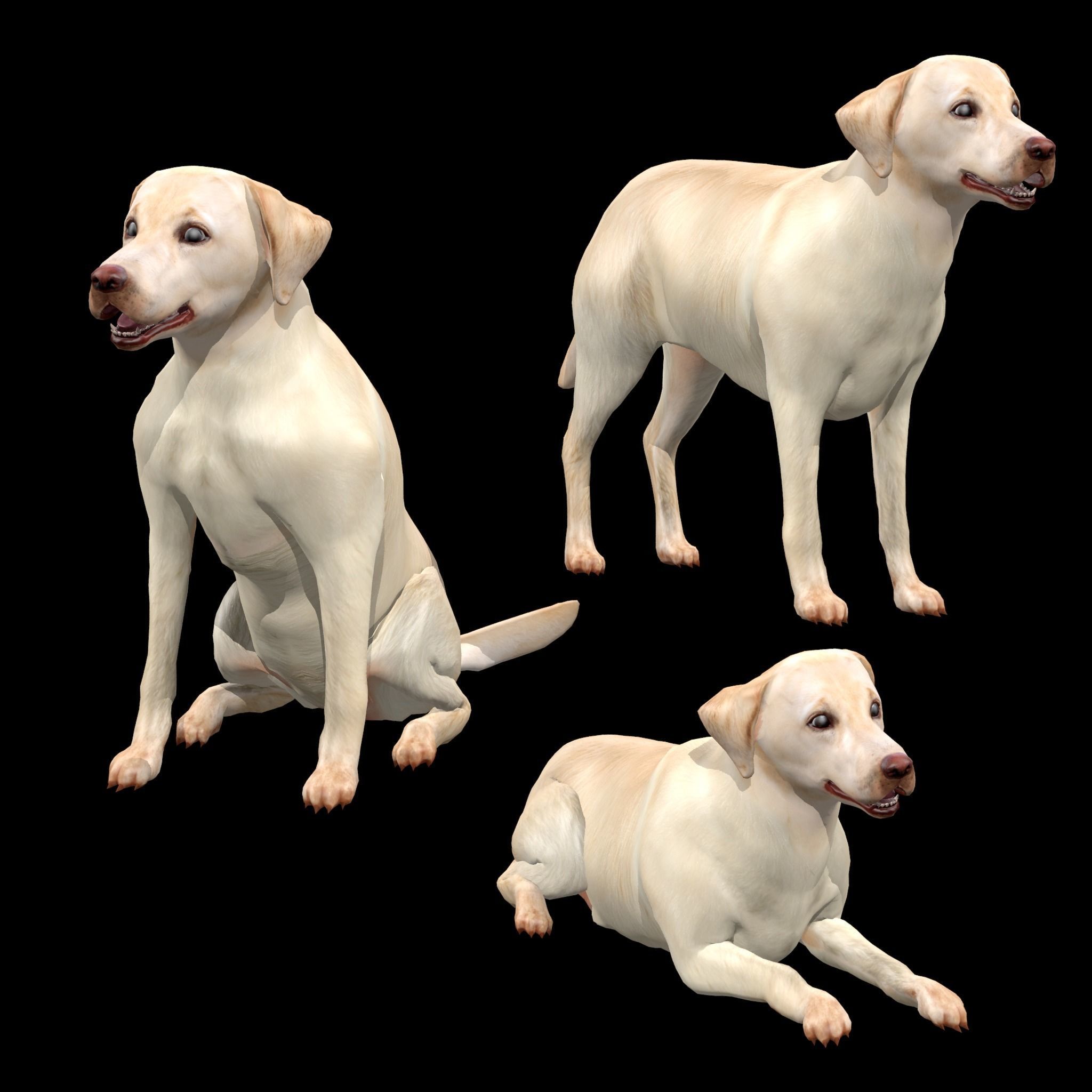 Labrador Retriever Dog 3D model_24
