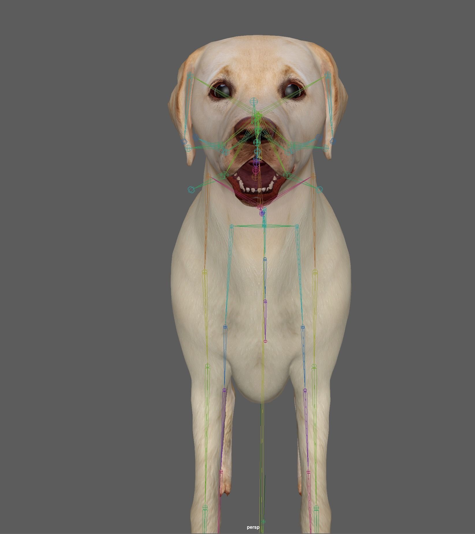 Labrador Retriever Dog 3D model_16