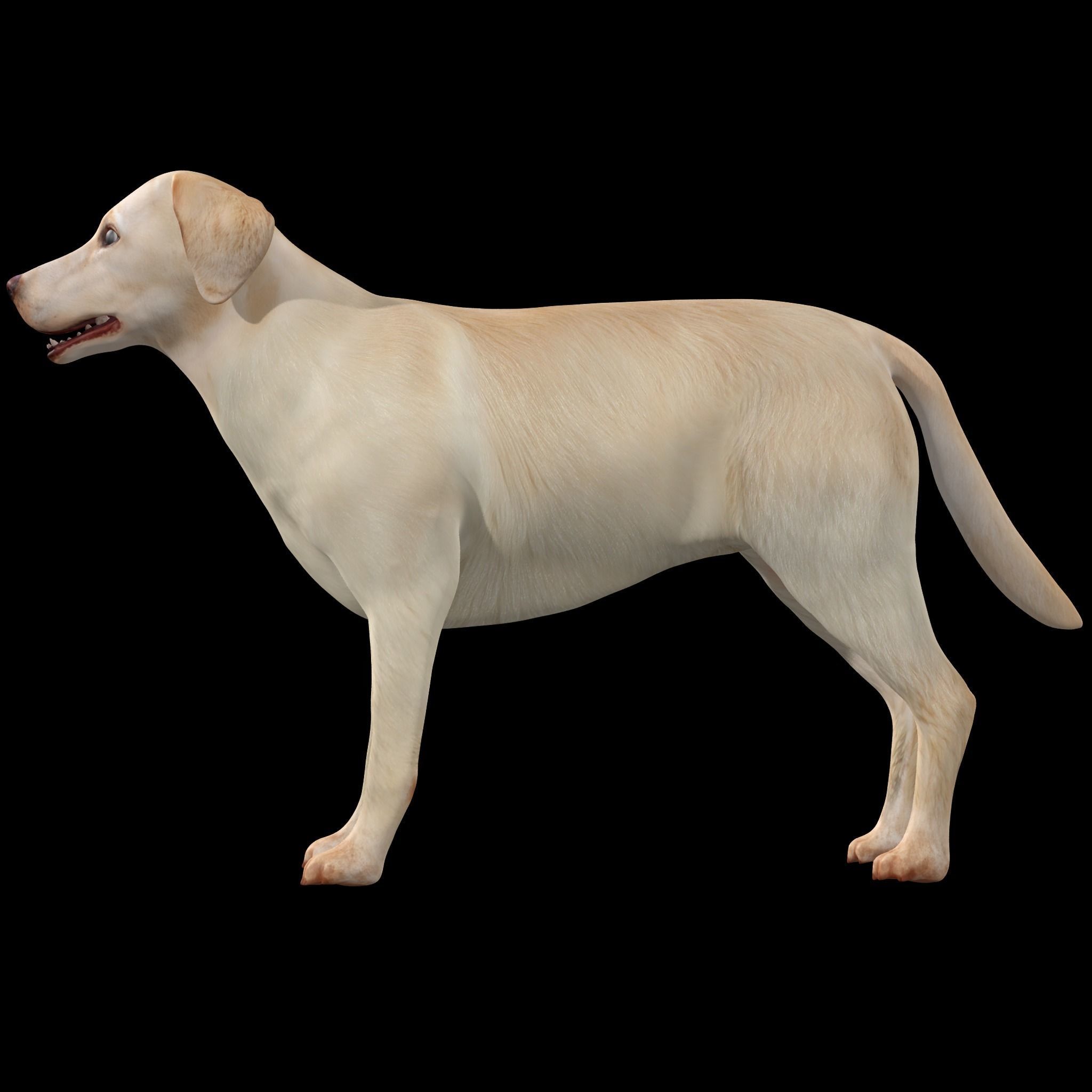 Labrador Retriever Dog 3D model_8