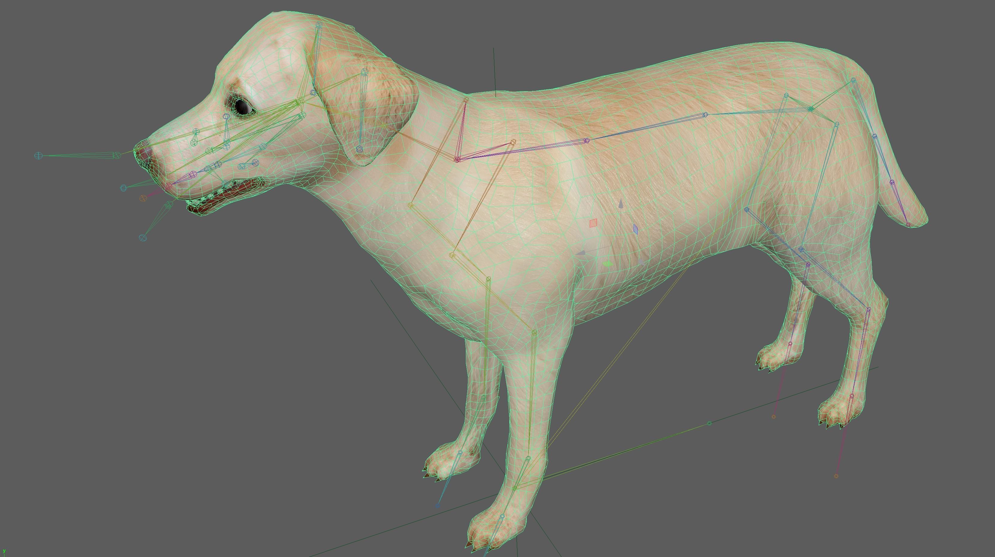 Labrador Retriever Dog 3D model_20