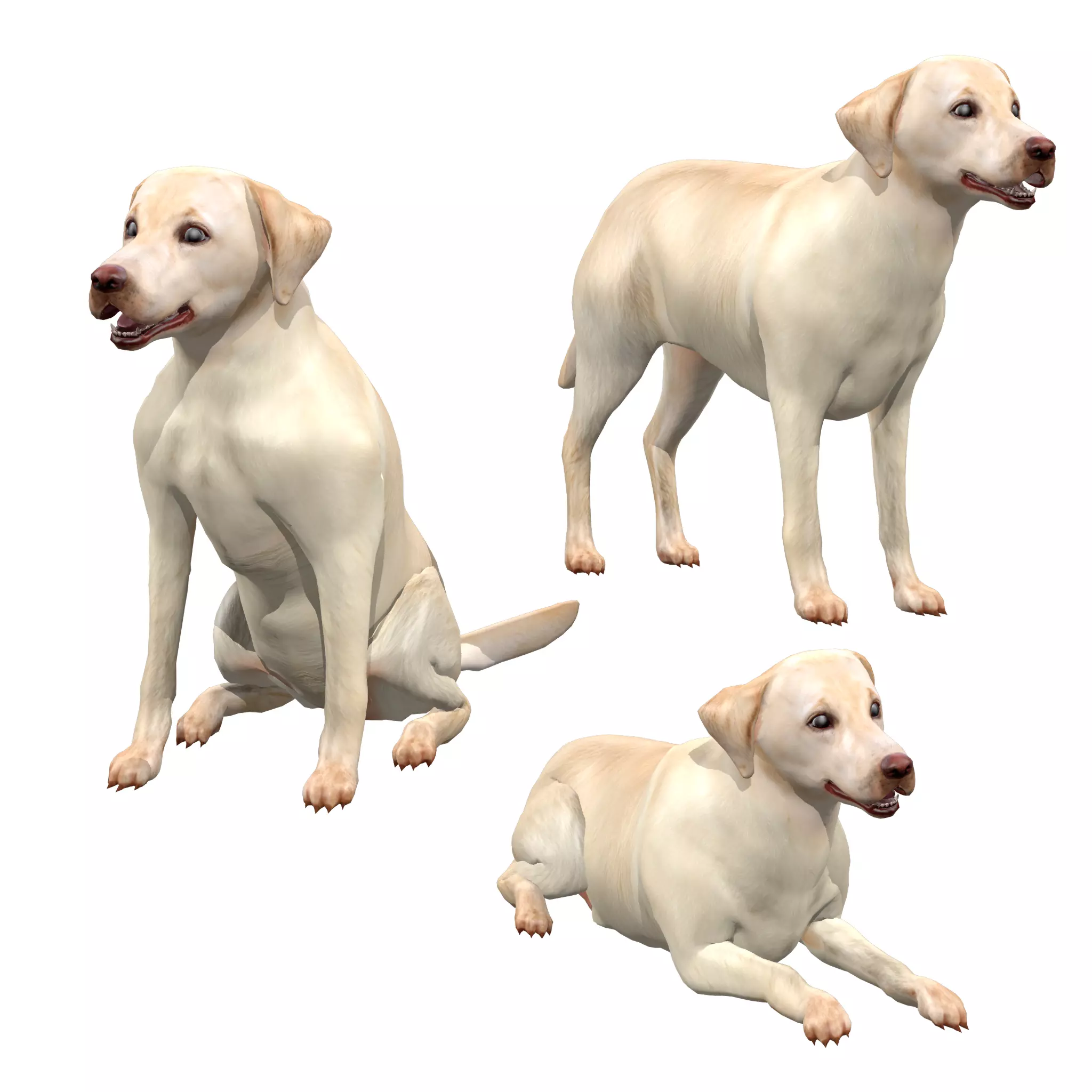 Labrador Retriever Dog 3D model_0