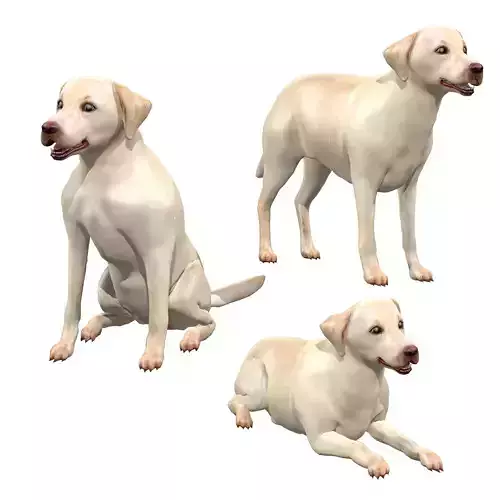 Labrador Retriever Dog 3D model