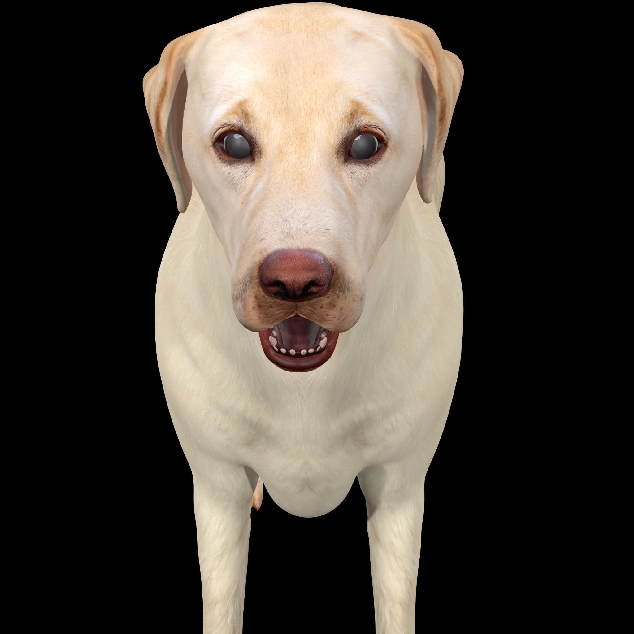 Labrador Retriever Dog 3D model_7
