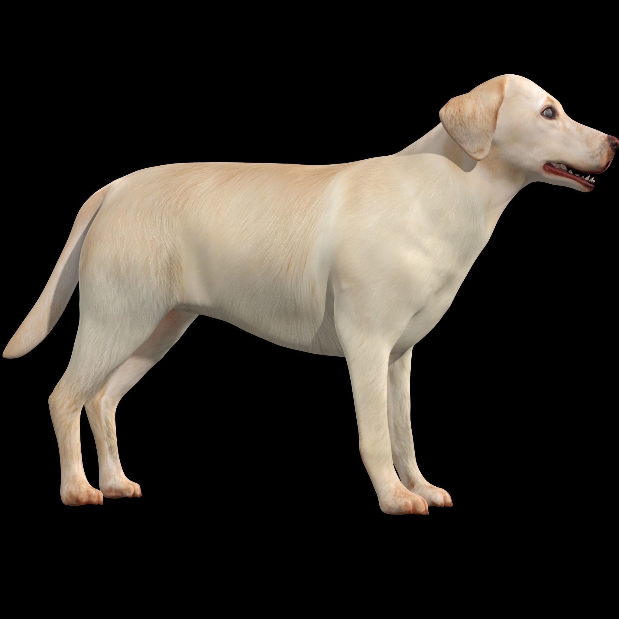 Labrador Retriever Dog 3D model_1