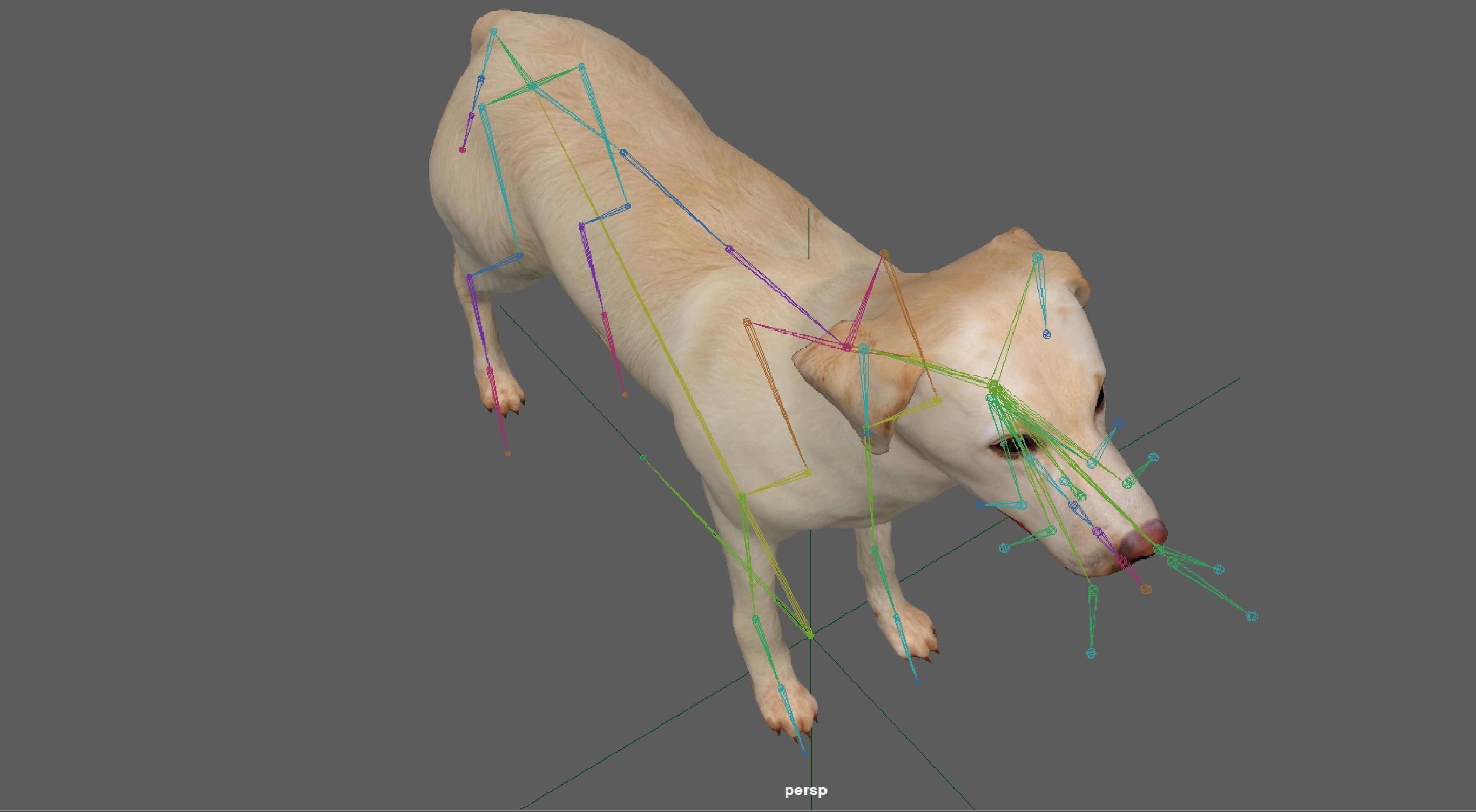 Labrador Retriever Dog 3D model_12