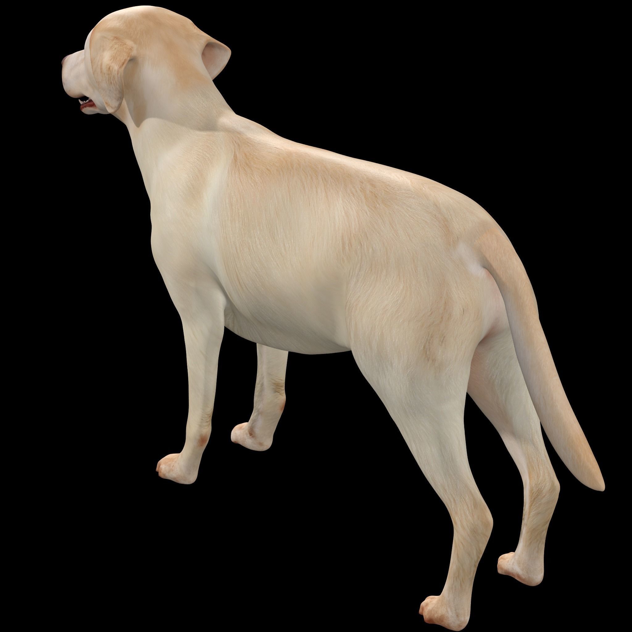 Labrador Retriever Dog 3D model_6