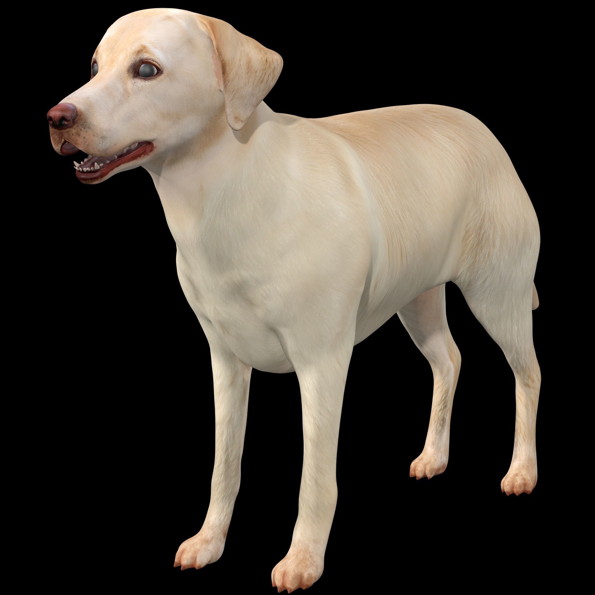 Labrador Retriever Dog 3D model_2