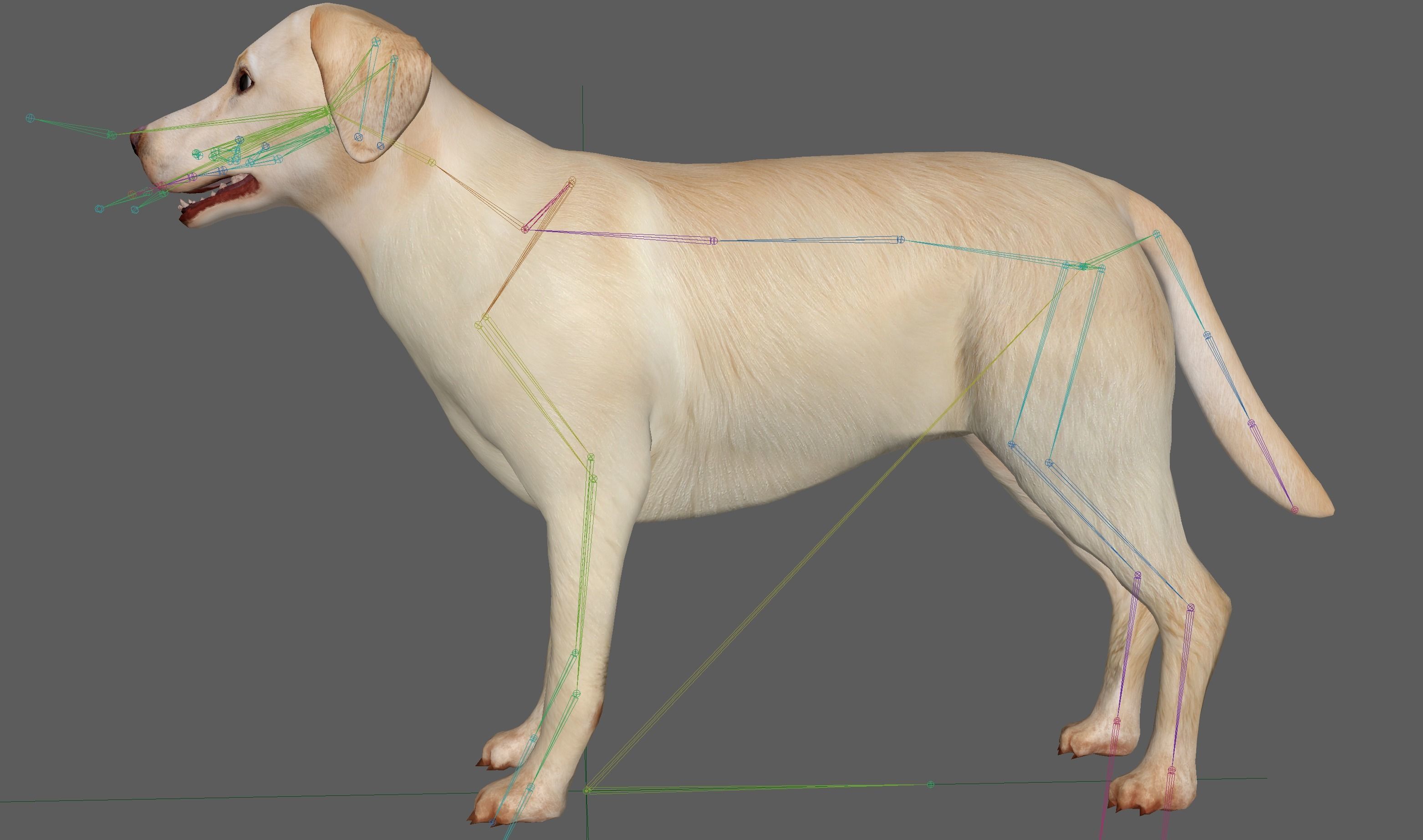 Labrador Retriever Dog 3D model_23