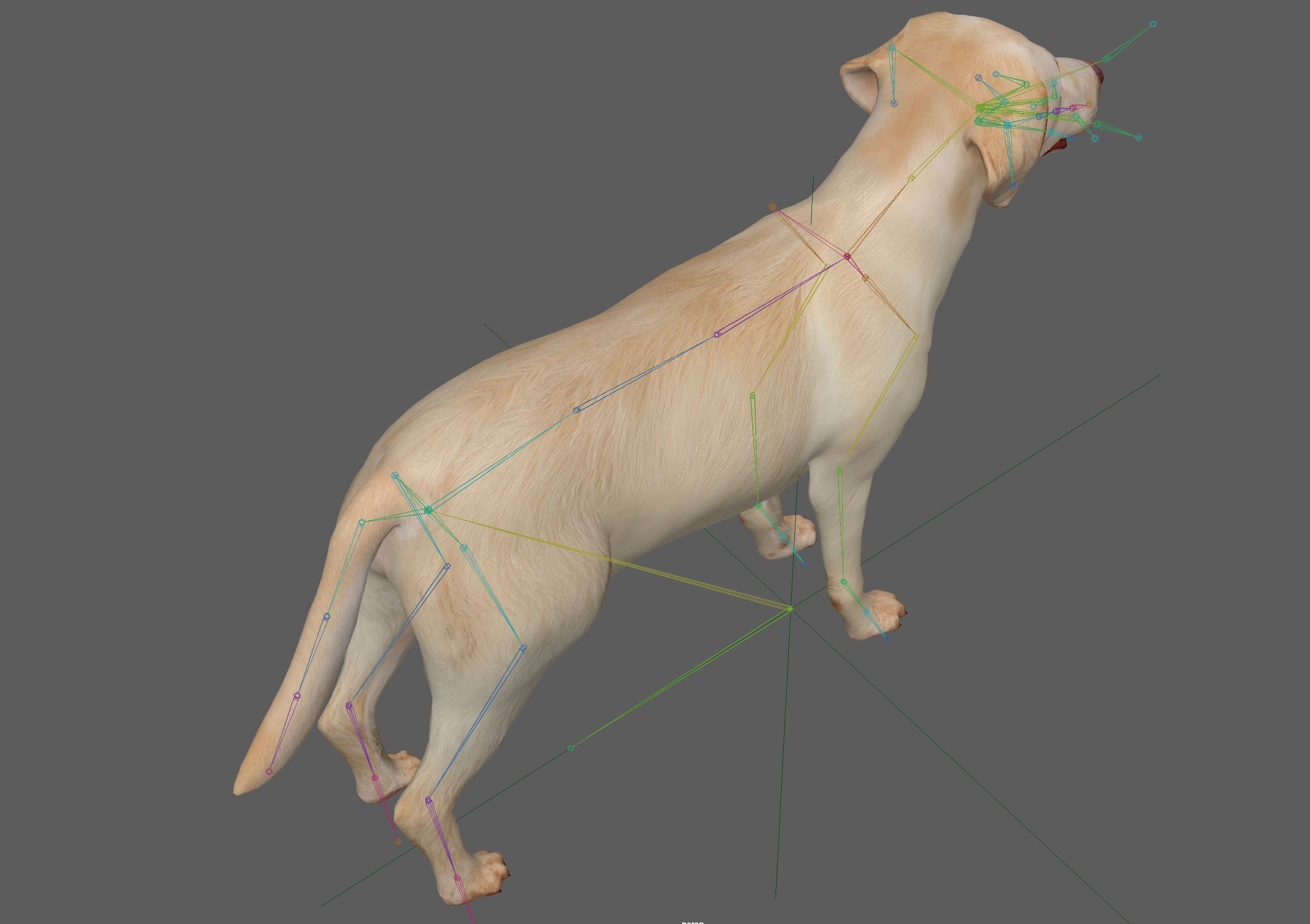 Labrador Retriever Dog 3D model_17