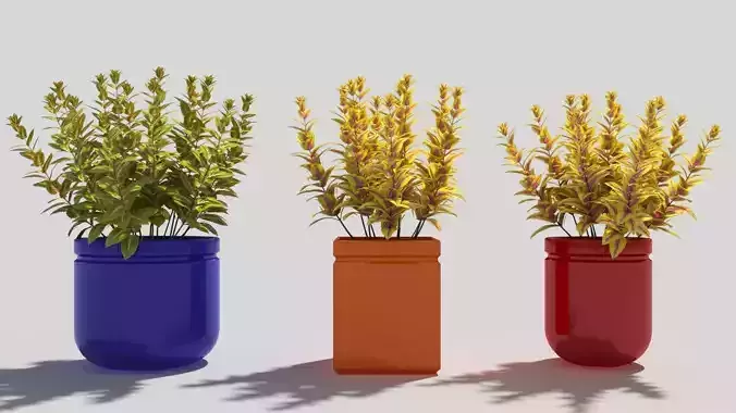 coleus three vases