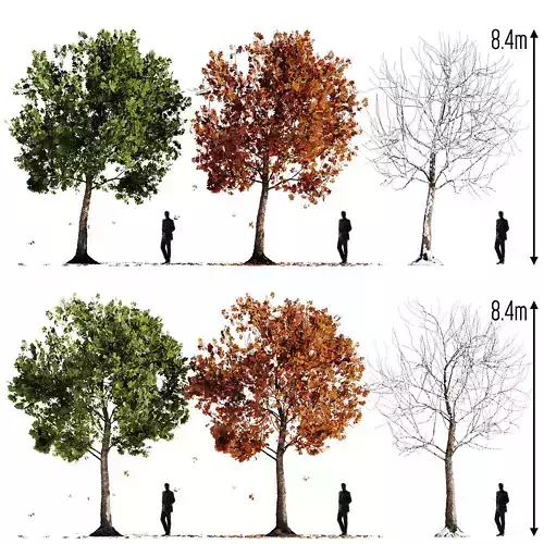 European Chestnut Castanea sativa summer fall winter 3D model