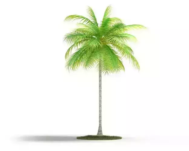 Palm Tall Tree