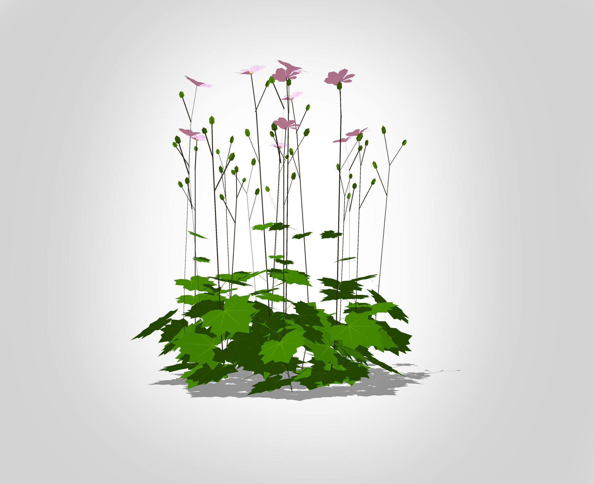 Plant Anemone hybrida - Pink Anemone Low-poly 3D model_1