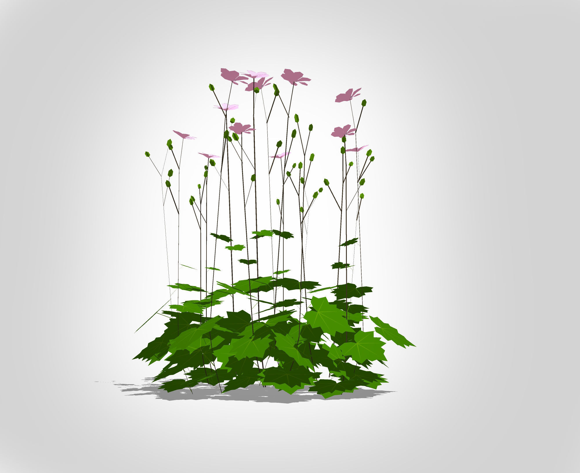 Plant Anemone hybrida - Pink Anemone Low-poly 3D model_3