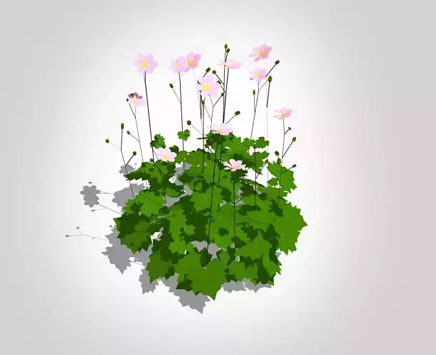 Plant Anemone hybrida - Pink Anemone