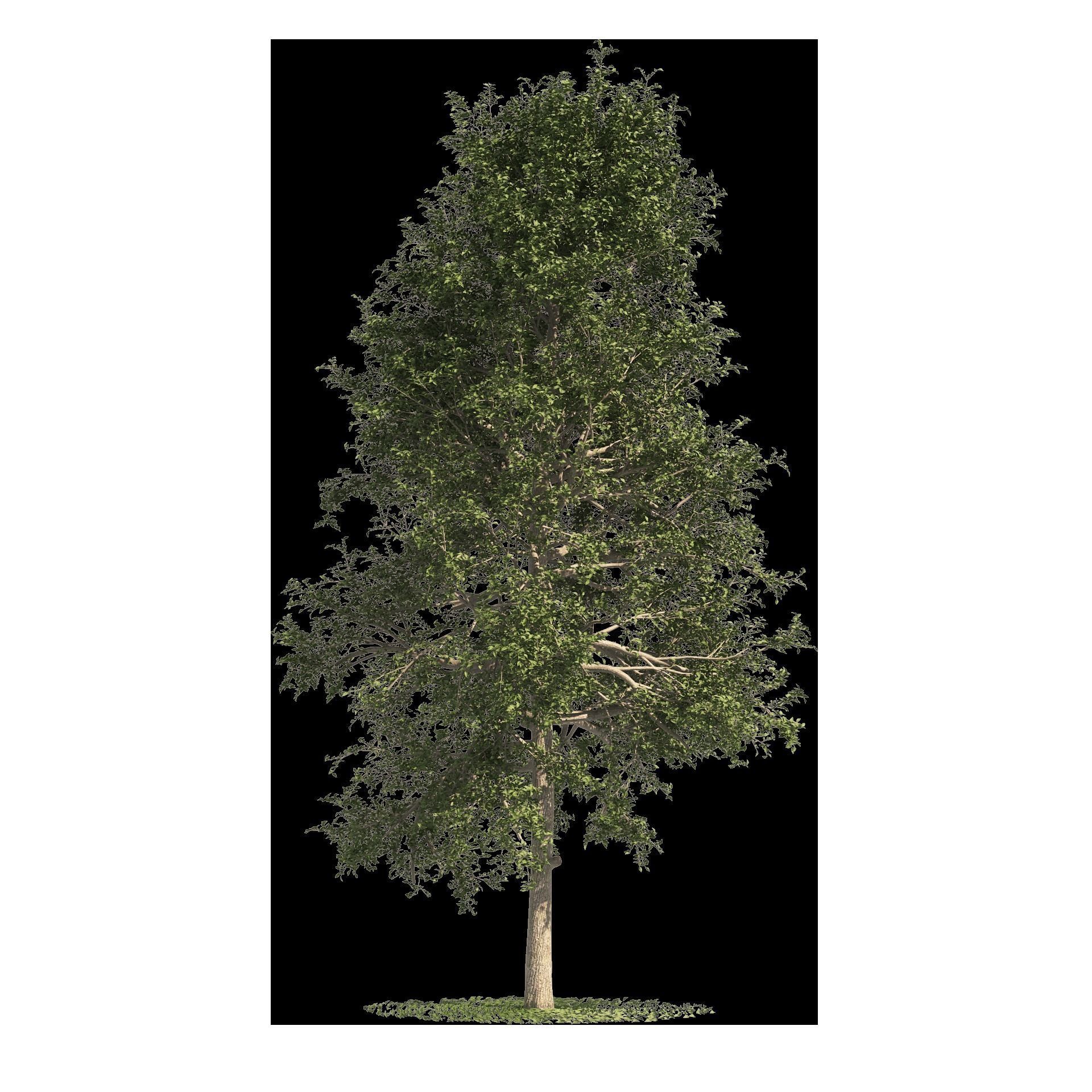 fall and summer black gum trees Low-poly 3D model_8