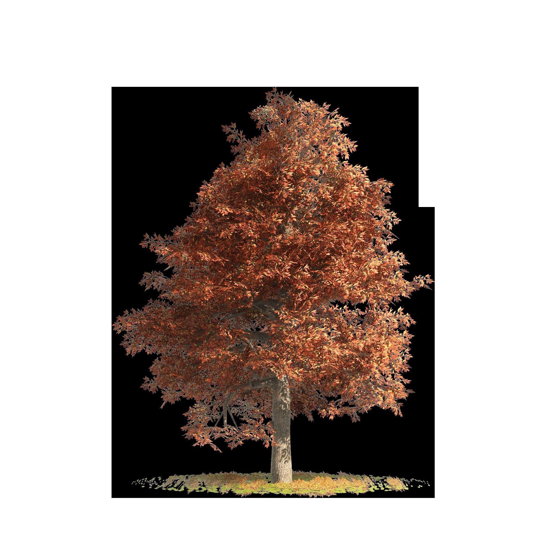 fall and summer black gum trees Low-poly 3D model_7