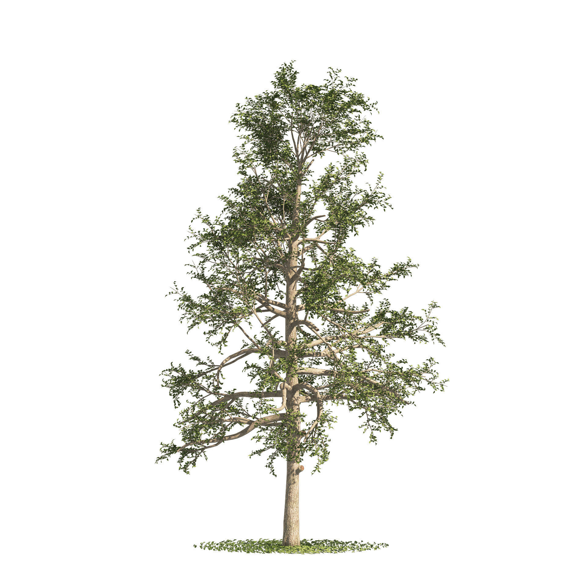 fall and summer black gum trees Low-poly 3D model_4