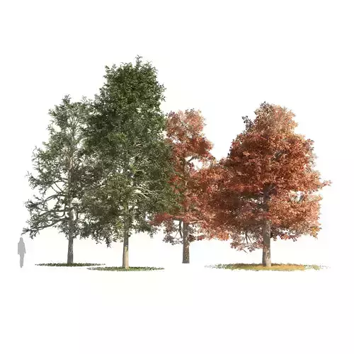 fall and summer black gum trees Low-poly 3D model
