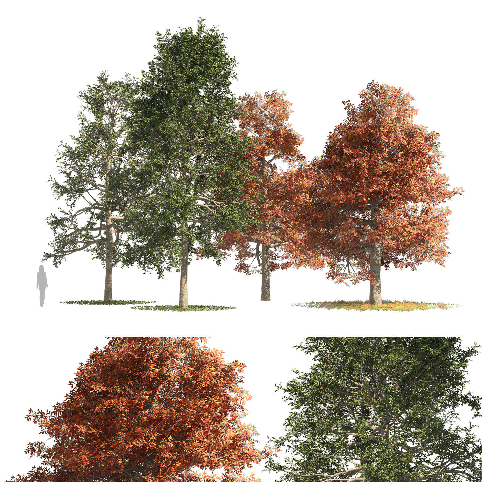 fall and summer black gum trees Low-poly 3D model_1