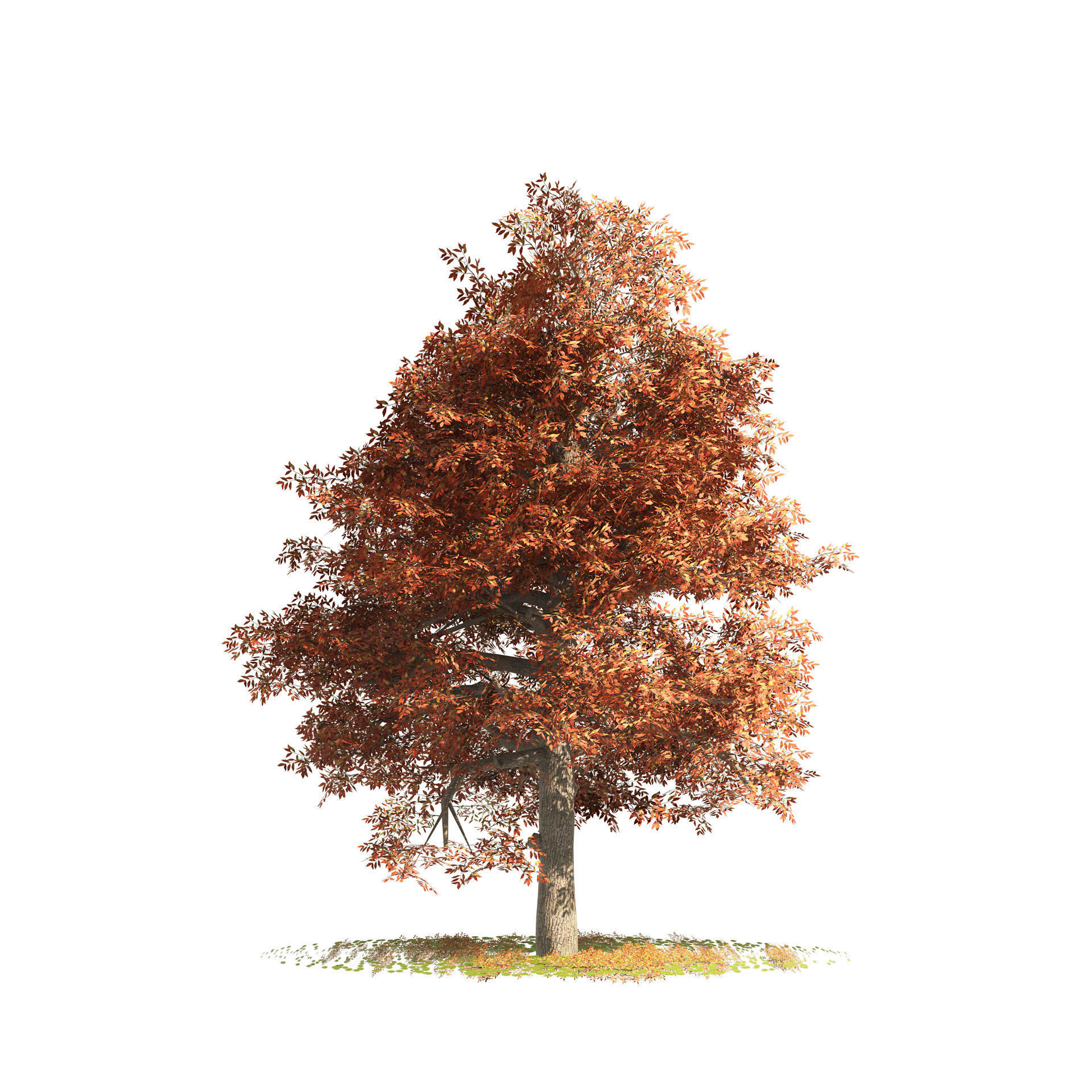 fall and summer black gum trees Low-poly 3D model_2