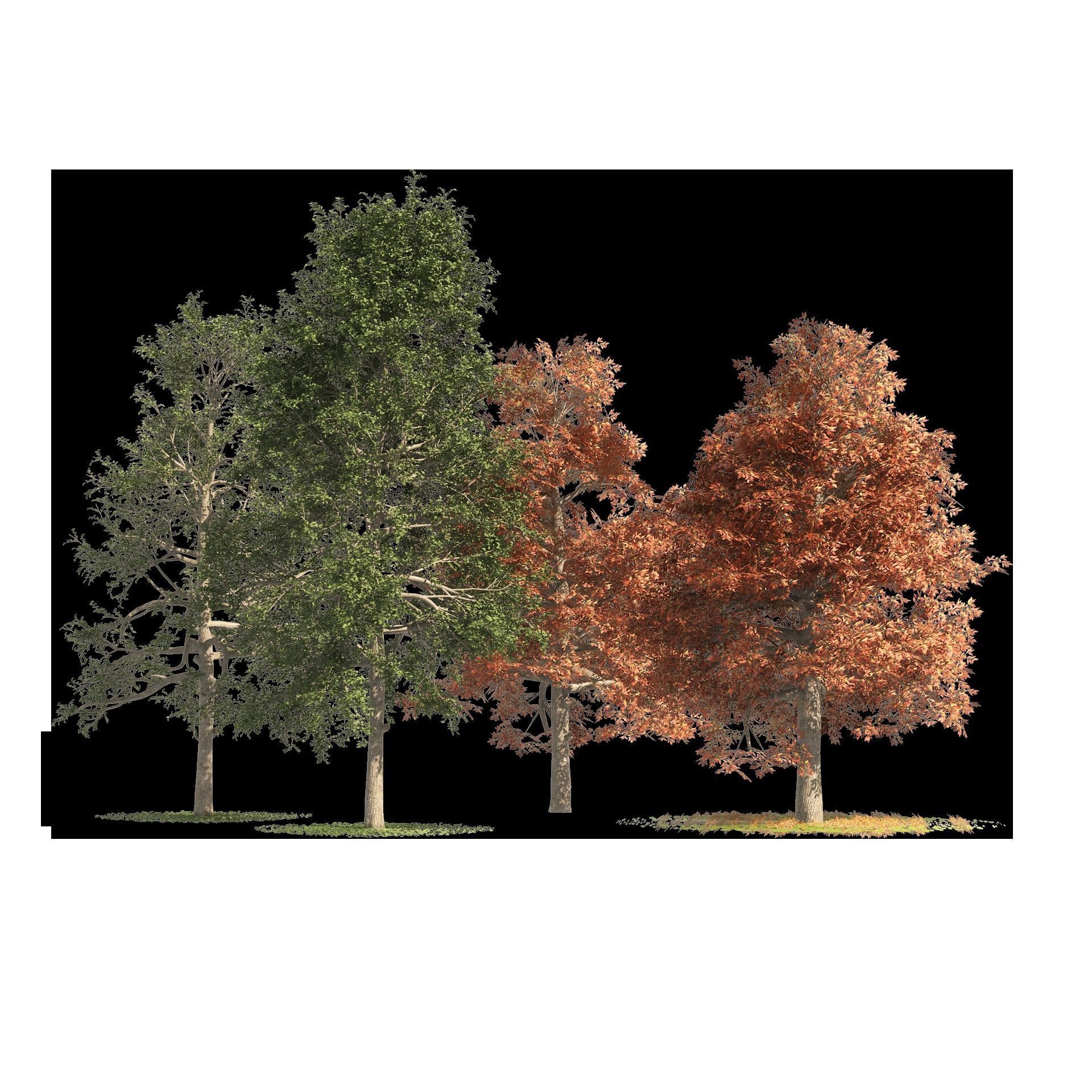 fall and summer black gum trees Low-poly 3D model_10