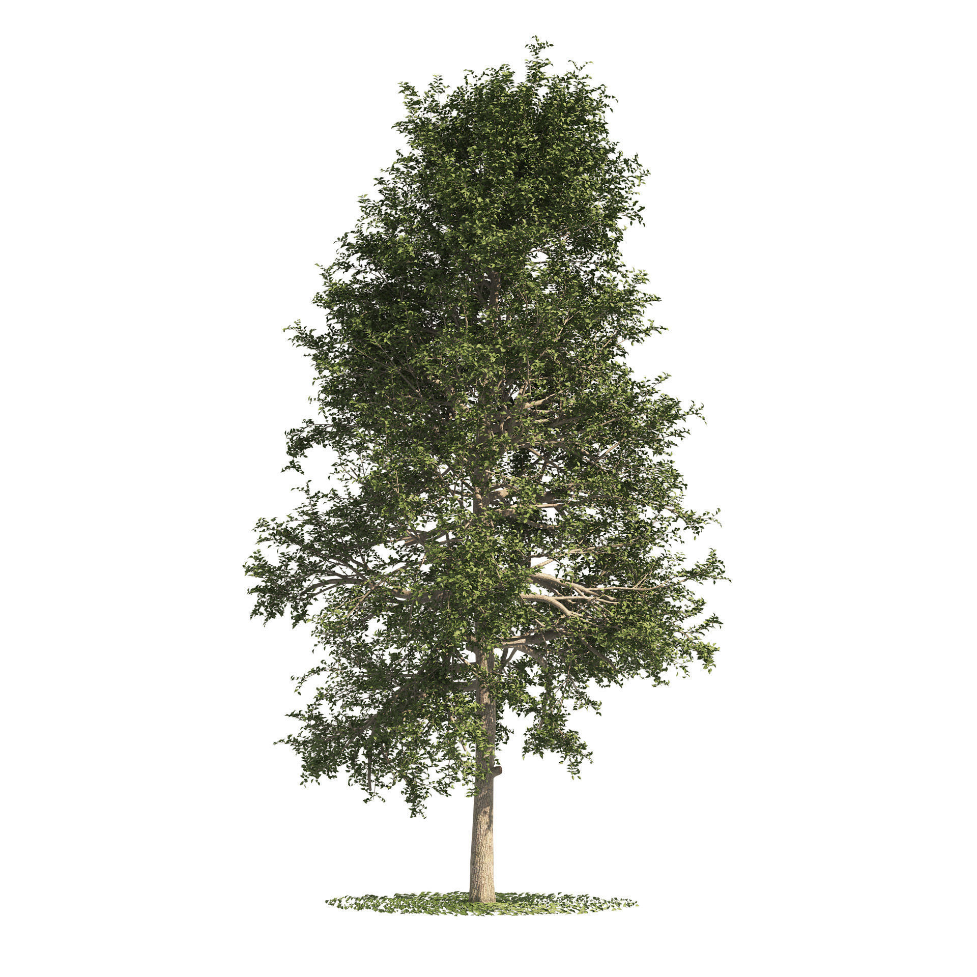 fall and summer black gum trees Low-poly 3D model_3