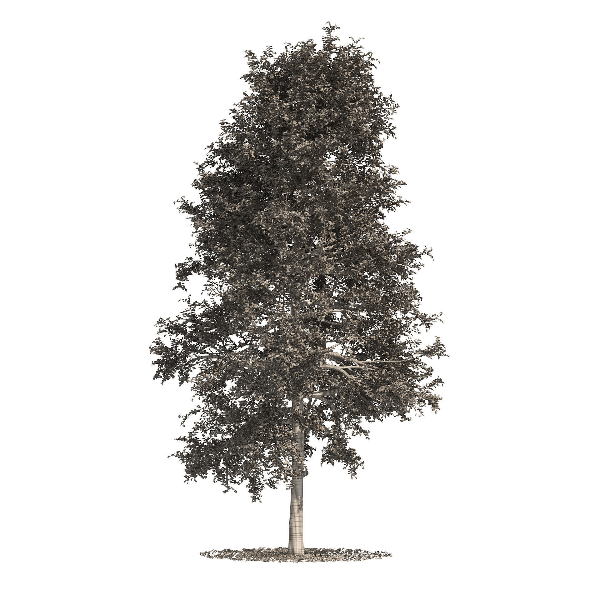 fall and summer black gum trees Low-poly 3D model_5
