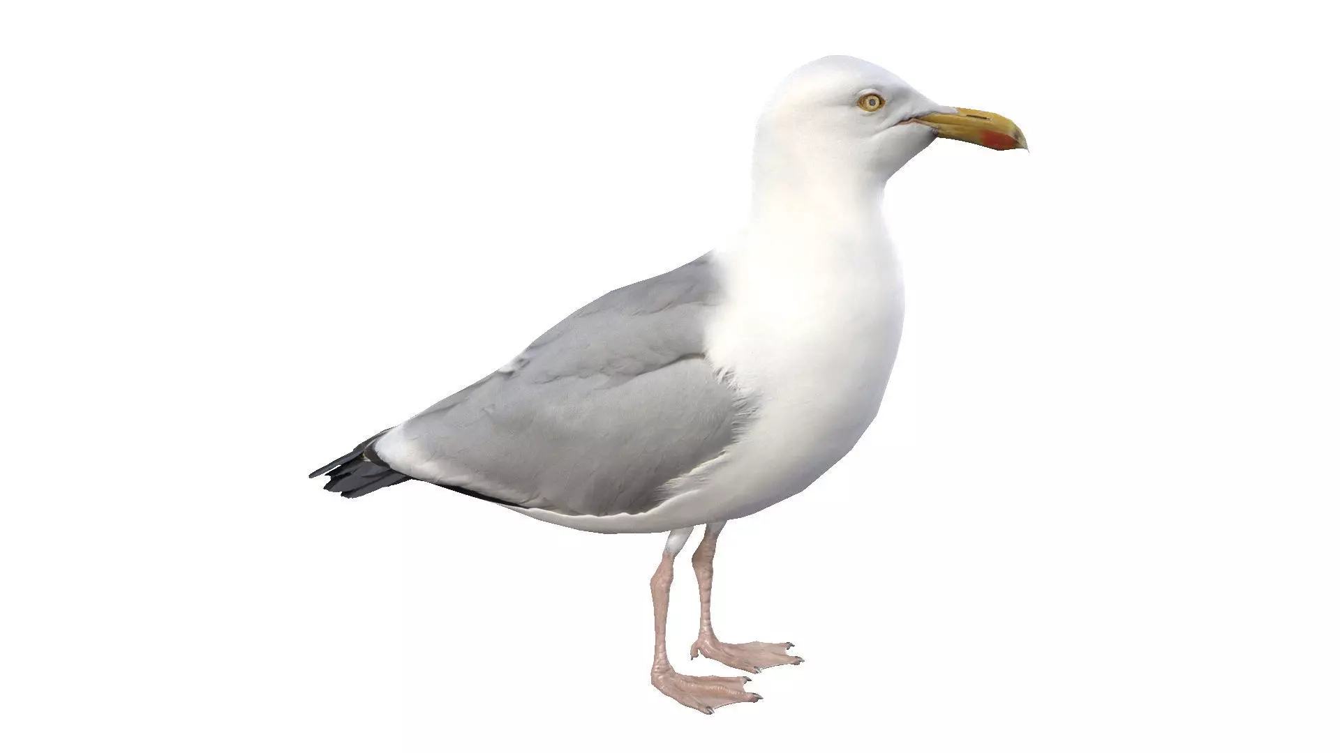 Seagull 3D model