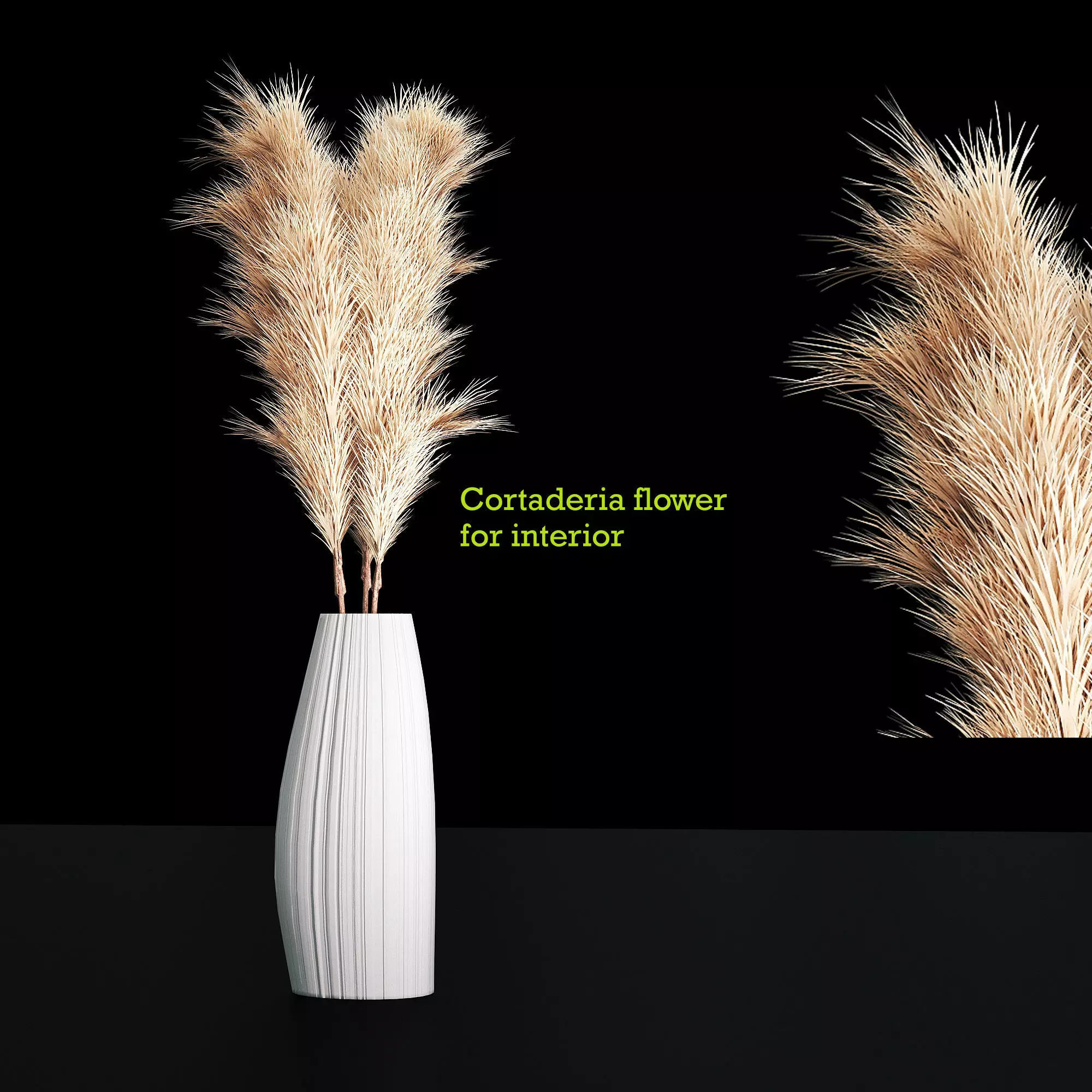 Cortaderia plants 3D model
