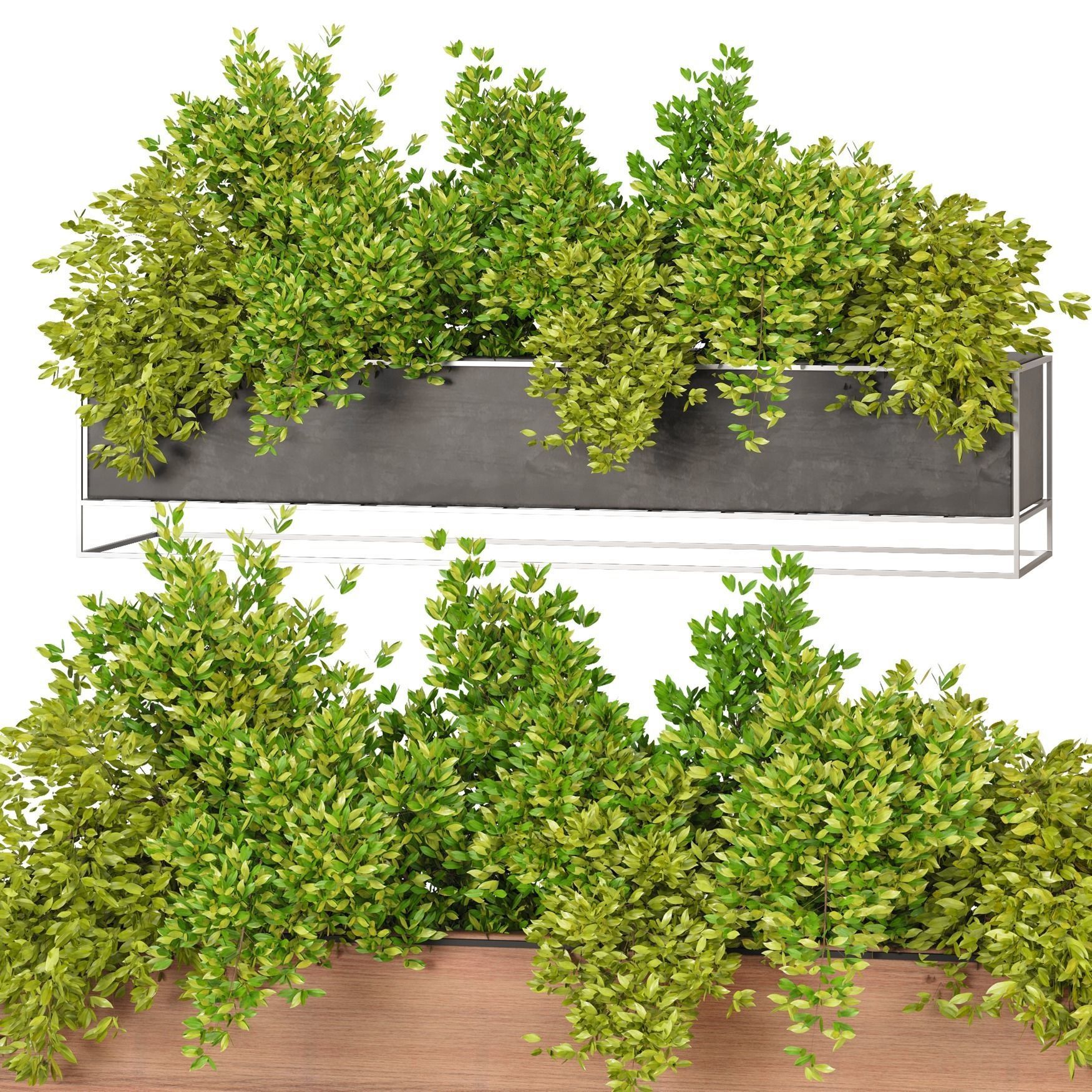 Indoor Hanging Plants - Set 03 3D model_1