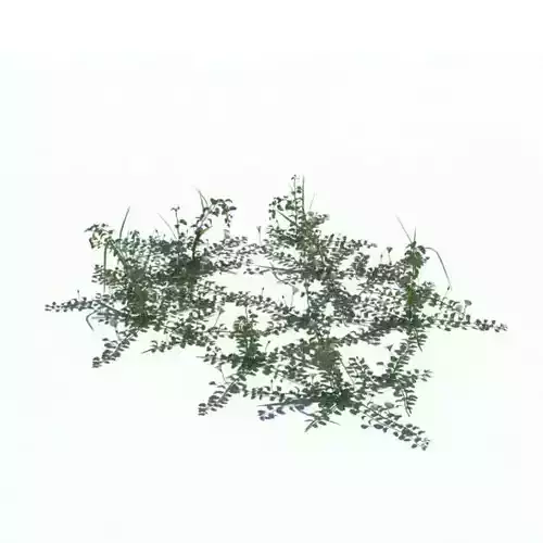 Field Bindweed Plant