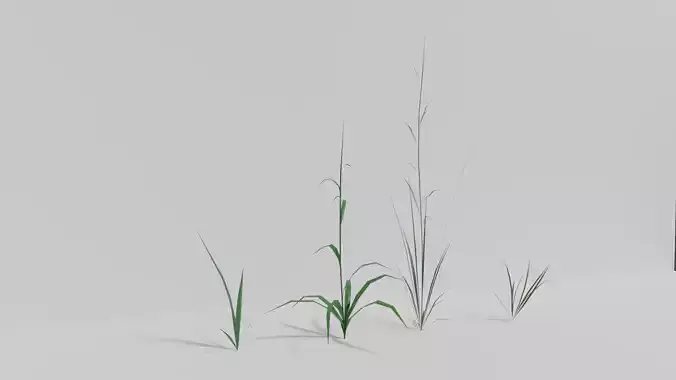 Grass plant