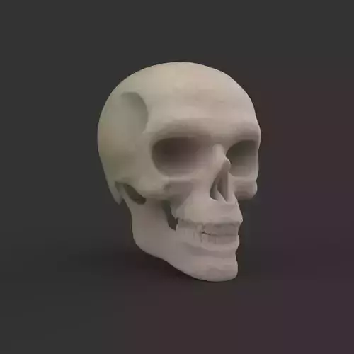 SCULL 3D MODEL human skull