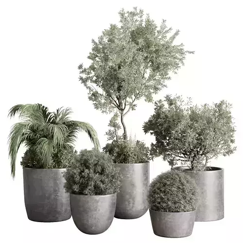 set Outdoor Indoor plant  concrete dirt vase pot tree bush palm