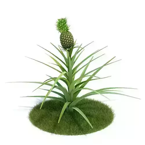 Green Ananas Comosus Plant
