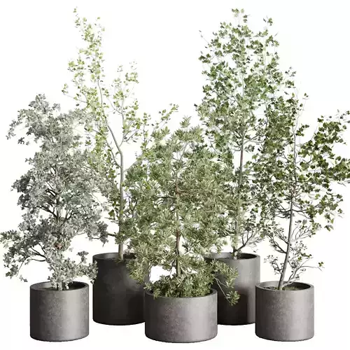 Collection Outdoor plant 106 pot Tree Bush Concrete Dirty Vase