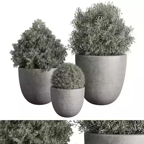Collection Outdoor plant 107 pot Tree Bush Concrete Dirty Vase