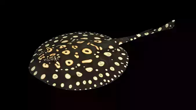 Motoro Stingray Black Diamond