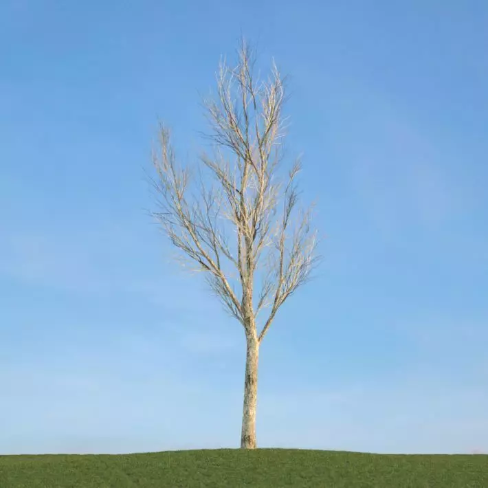 Bare Fraxinus Tree 3D model_0
