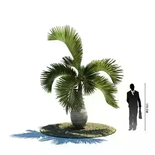 Hyophorbe Lagenicaulis Tropical Tree