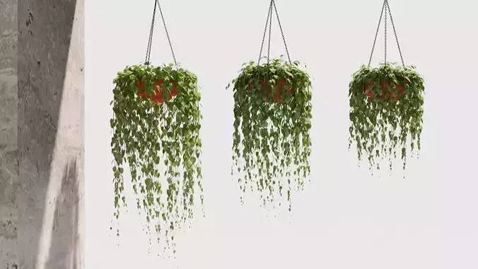 glechoma Hanging basket plants 3D model