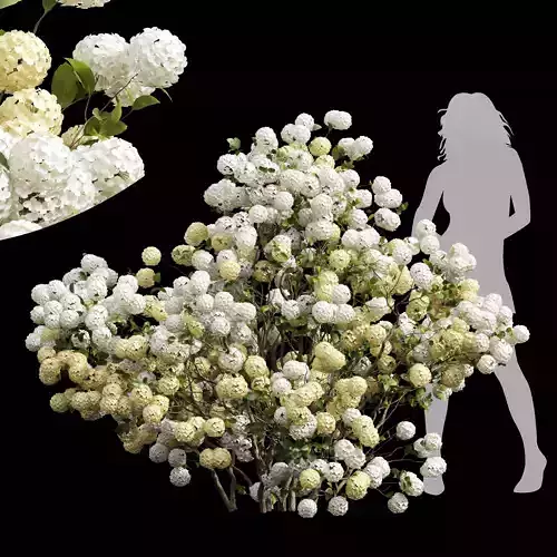 New Plant High detail Viburnum Macrocephalum Bush