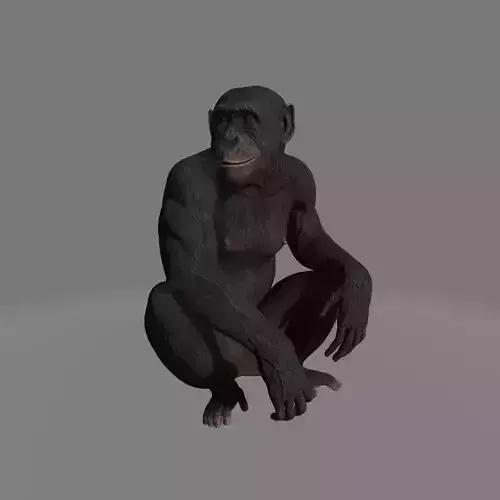chimpansee chimpanzee
