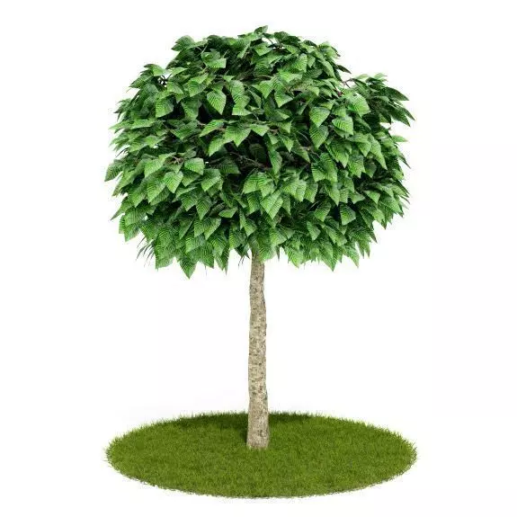 Tree   Green Leaves 3D model_0