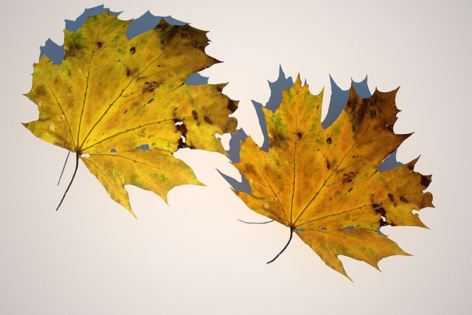 5 Maple Leaves 3D model_3