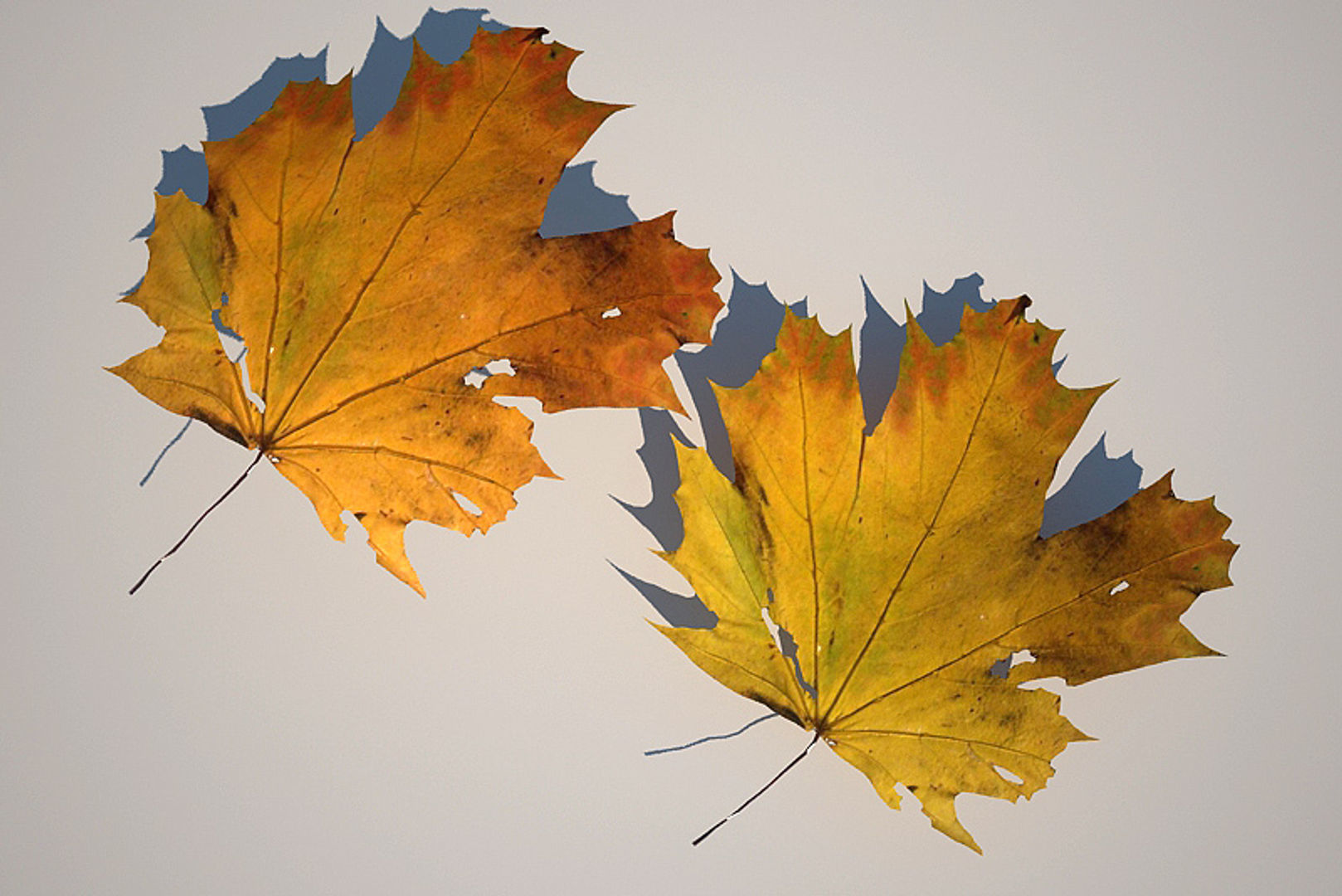 5 Maple Leaves 3D model_1