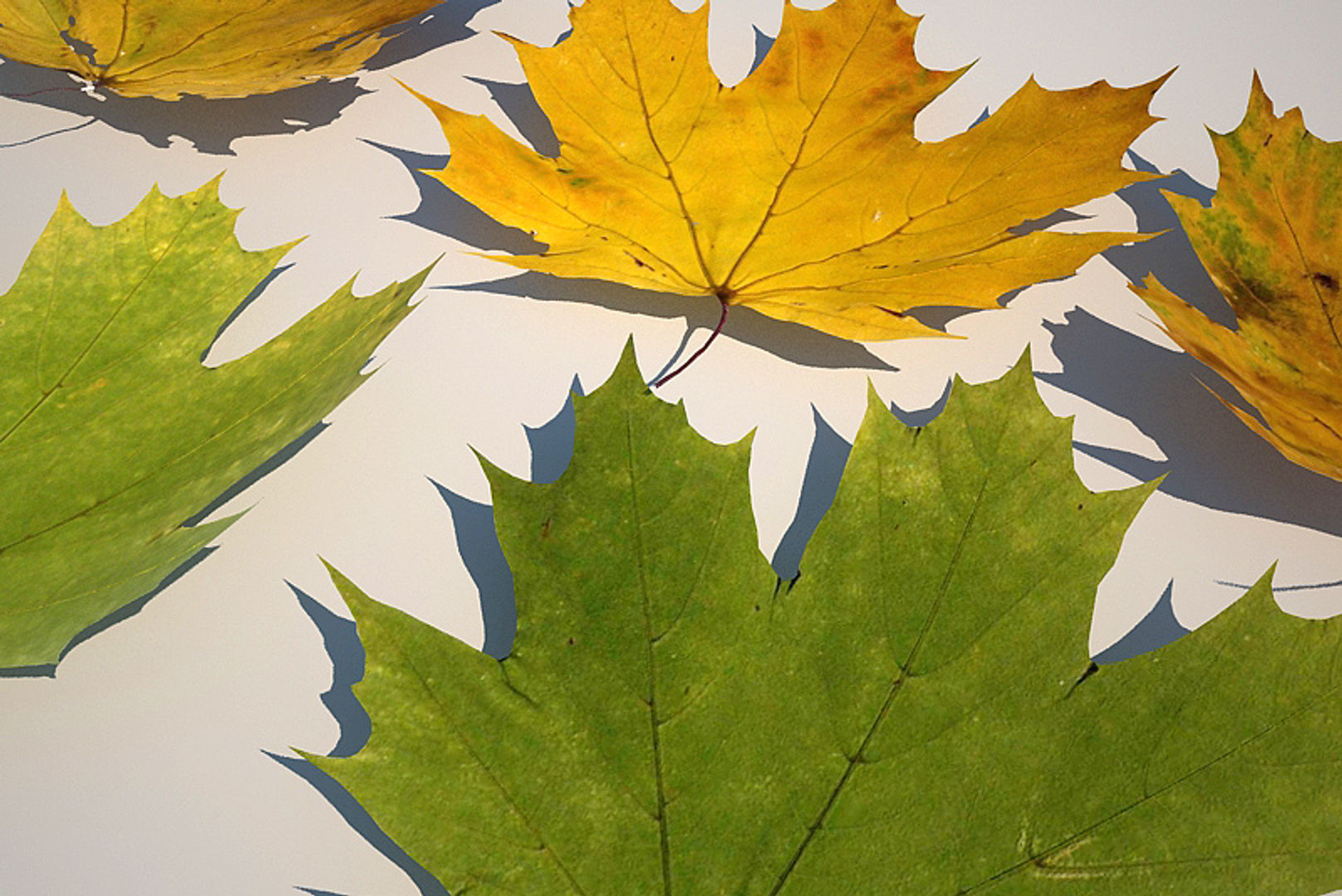 5 Maple Leaves 3D model_6