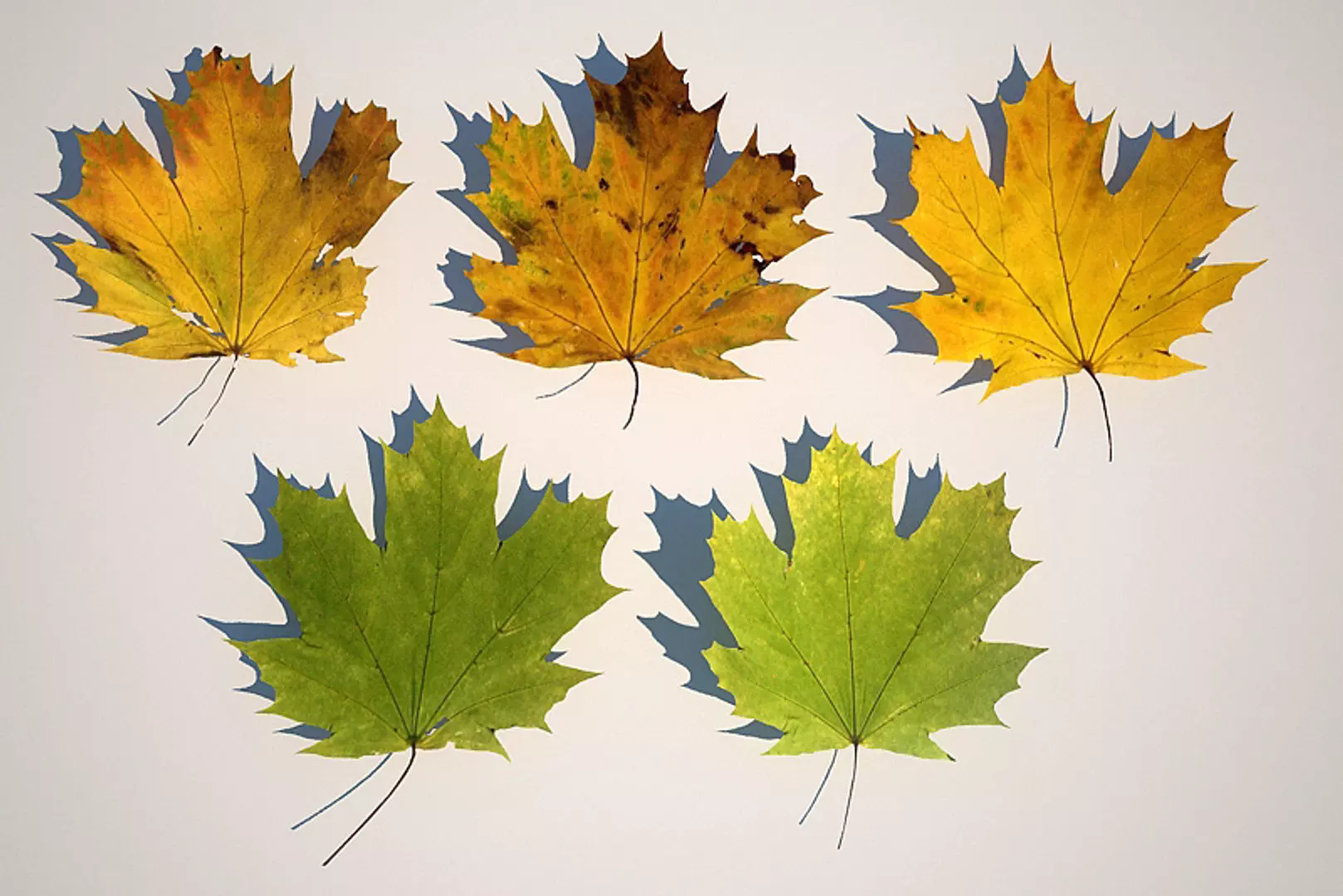 5 Maple Leaves 3D model_0